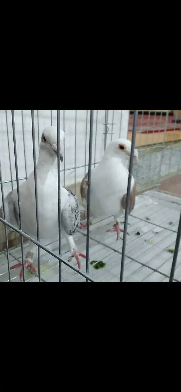 کبوتر نر وماده دوکت المانی|پرنده|بروجرد, |دیوار