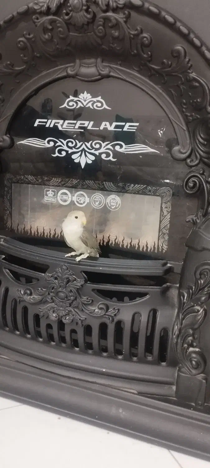 طوطی برزیلی وایت  نر فیس با قفس|پرنده|فردیس, فردیس|دیوار