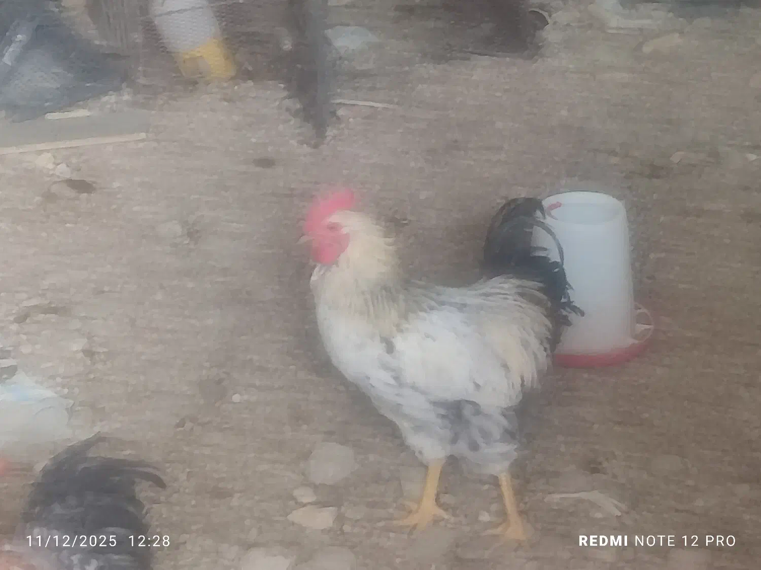 فروش جوجه خروس و مرغ محلی|حیوانات مزرعه|جهرم, |دیوار