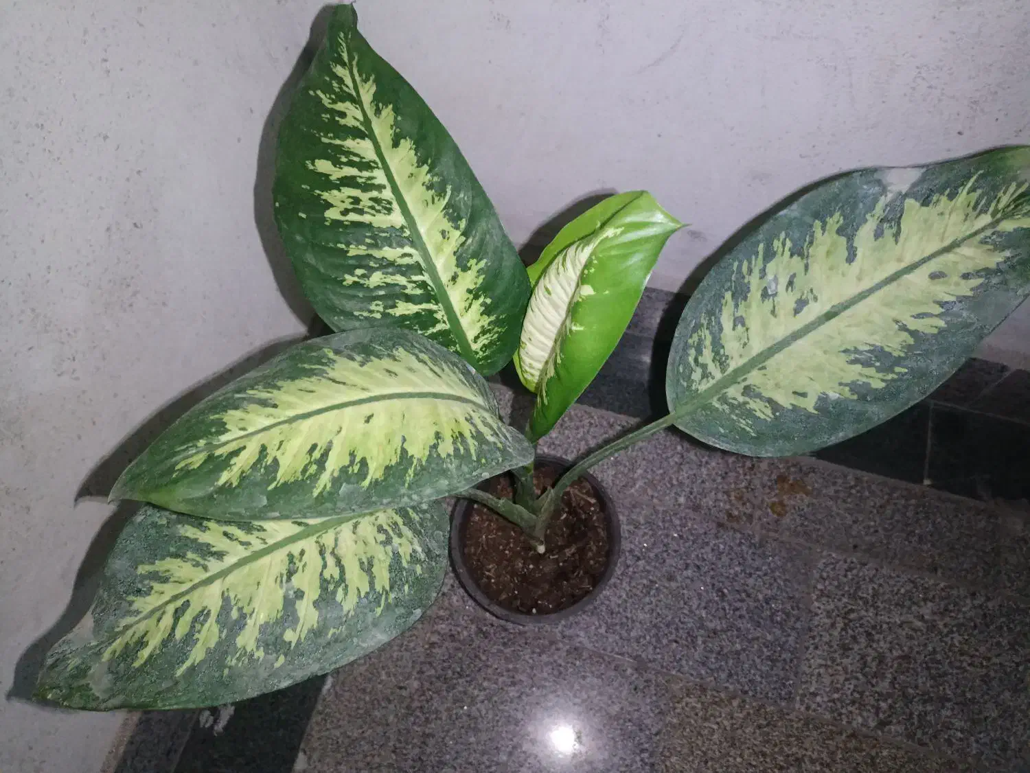 گل دیفن باخیا|گل و گیاه طبیعی|گرگان, |دیوار