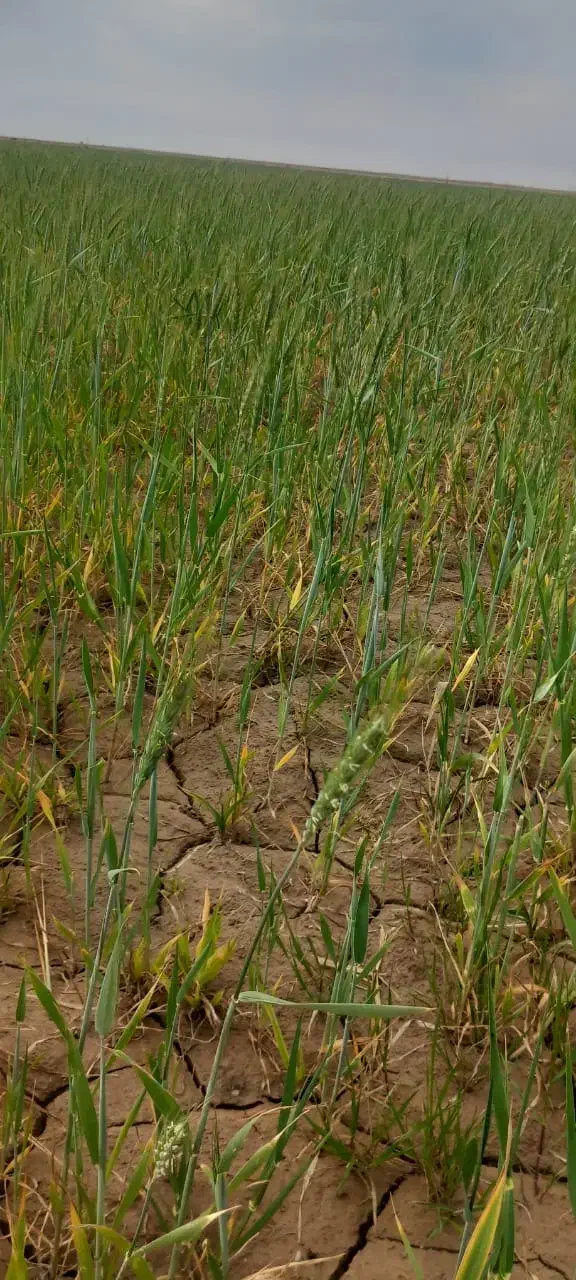 زمین زراعی استیجاری|اجارهٔ دفتر صنعتی، کشاورزی، تجاری|اهواز, غیزانیه|دیوار