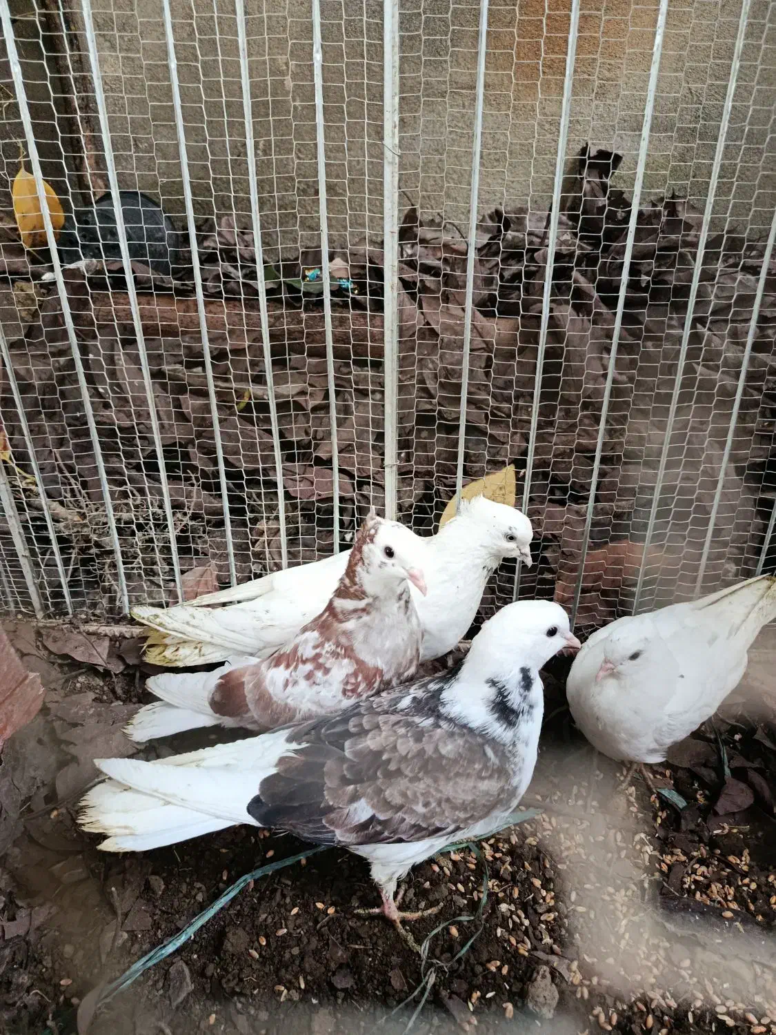 کبوتر خوش رنگ|پرنده|آمل, |دیوار