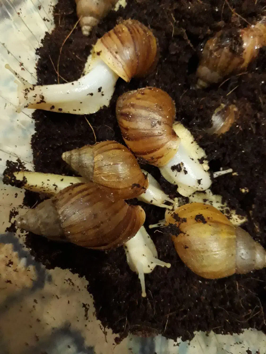 حلزون البینو افریقایی|خزنده|تهران, دربند|دیوار