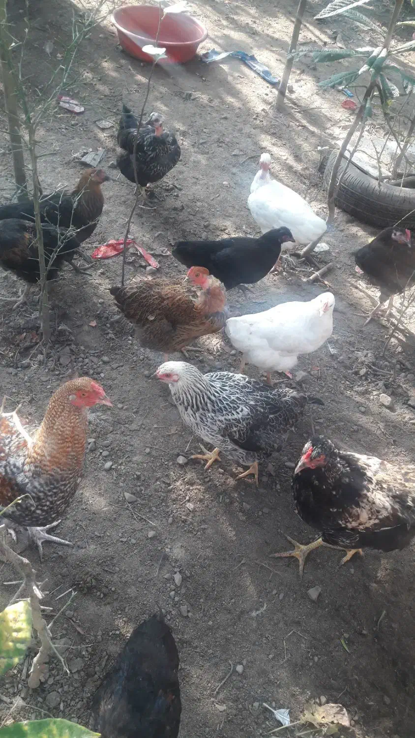 مرغ وبوقلمون|حیوانات مزرعه|تالش, هشتپر|دیوار