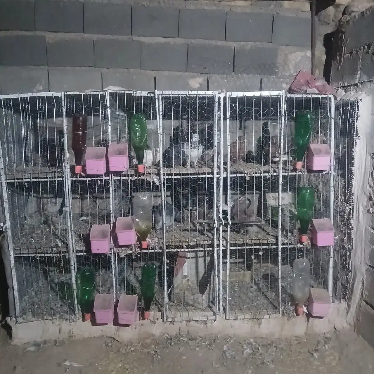 جفتگاه|لوازم جانبی حیوانات|اسلامیه, |دیوار