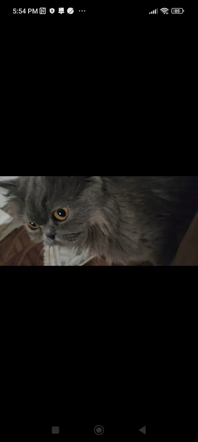 گربه|گربه|ماهدشت, |دیوار