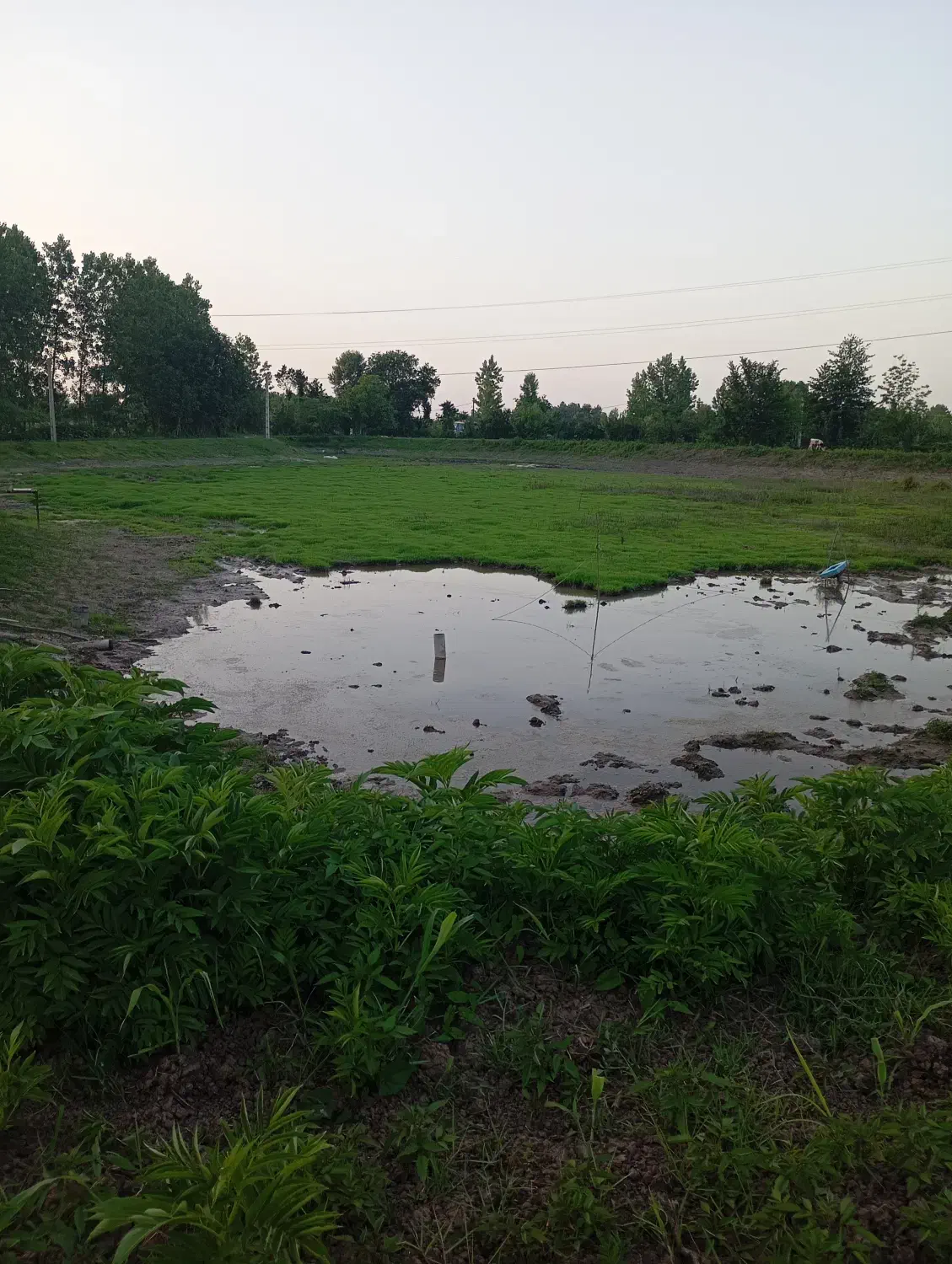 فروش زمین زراعی وپشته|فروش زمین و ملک کلنگی|رشت, بیجارپس|دیوار