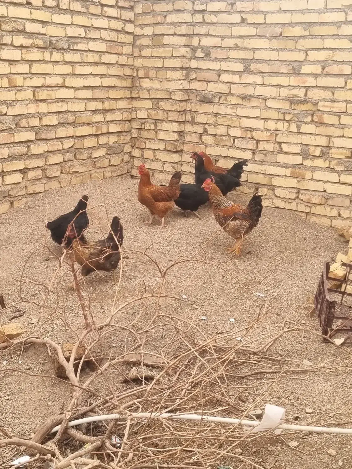 مرغ و خروس|حیوانات مزرعه|قزوین, |دیوار