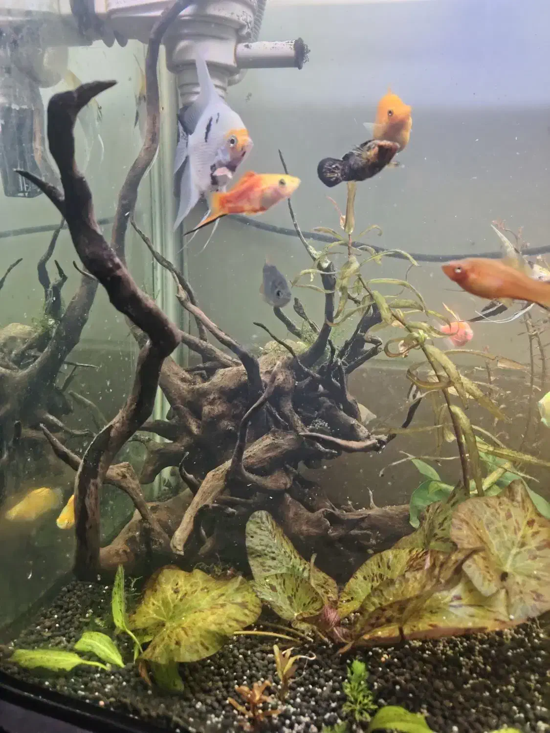 ریشه ابنوس|ماهی|شیراز, کوشک میدان|دیوار