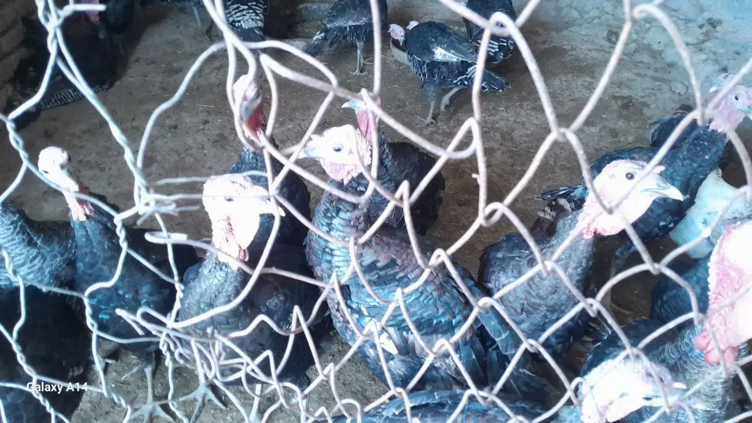 بوقلمون|حیوانات مزرعه|ملکآباد, |دیوار