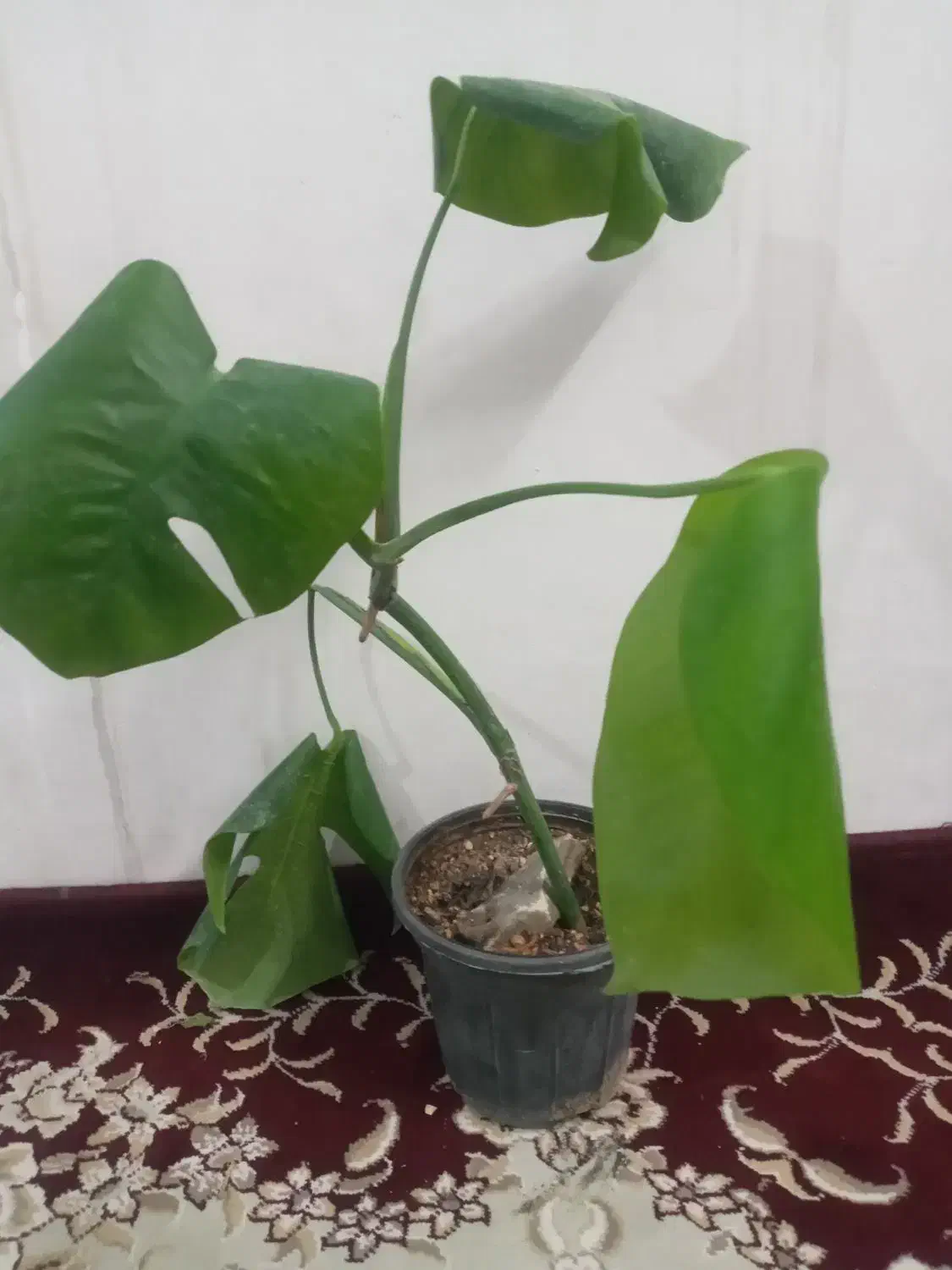 گل و گیاه طبیعی|گل و گیاه طبیعی|مشهد, نوید|دیوار