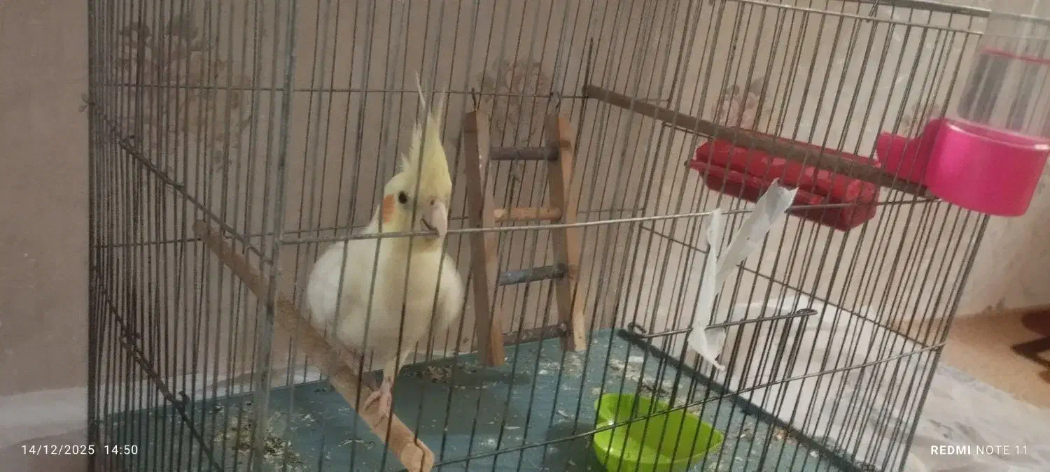 عروس هلندی|پرنده|جوانرود, |دیوار