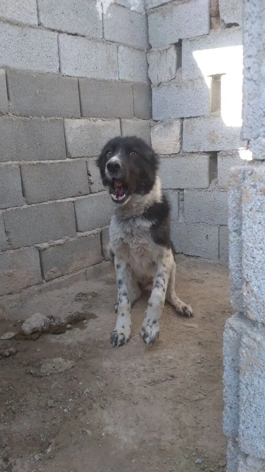 سگ های. نگهبان. واگذاری دهن پاک. به شرط|سگ|جوادآباد, |دیوار