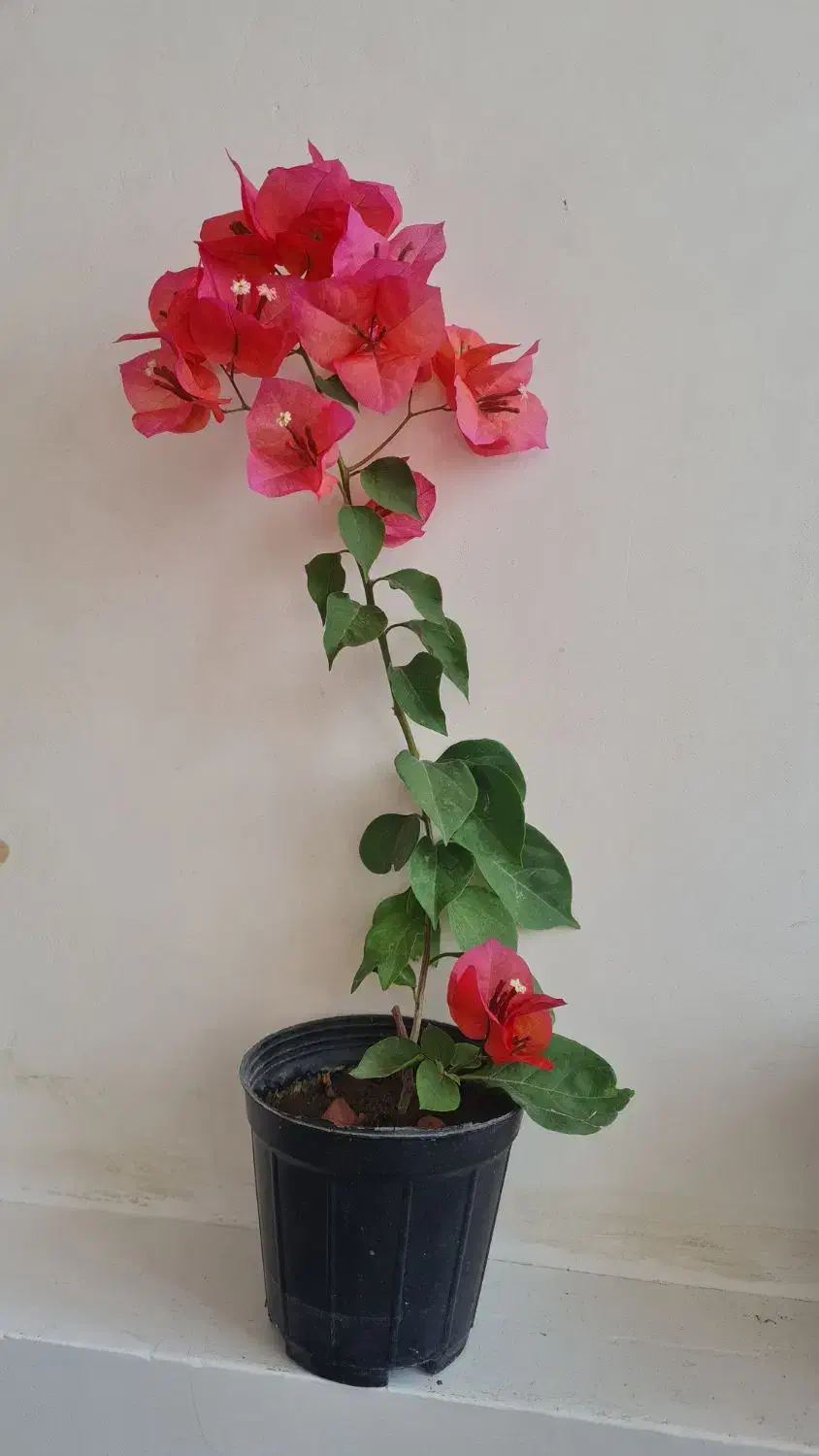 گل اپارتمانی|گل و گیاه طبیعی|مراغه, |دیوار