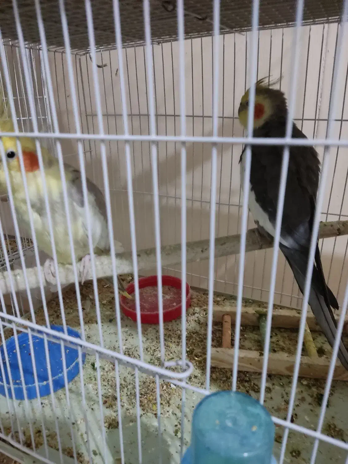 سلام چند جفت عروس هلندی سالم|پرنده|قائن, |دیوار