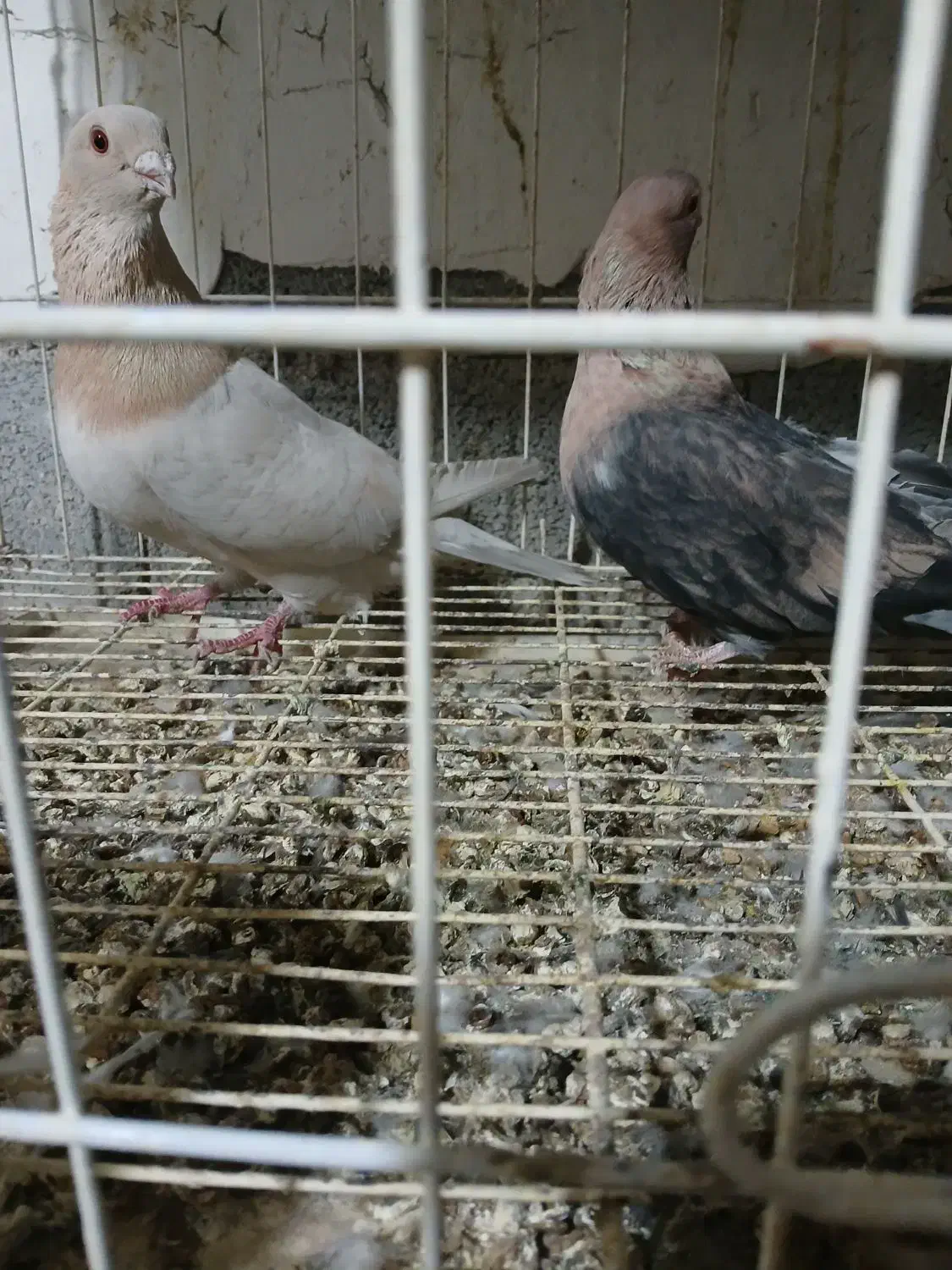 نرماده موشی درجه یک|پرنده|بهبهان, |دیوار