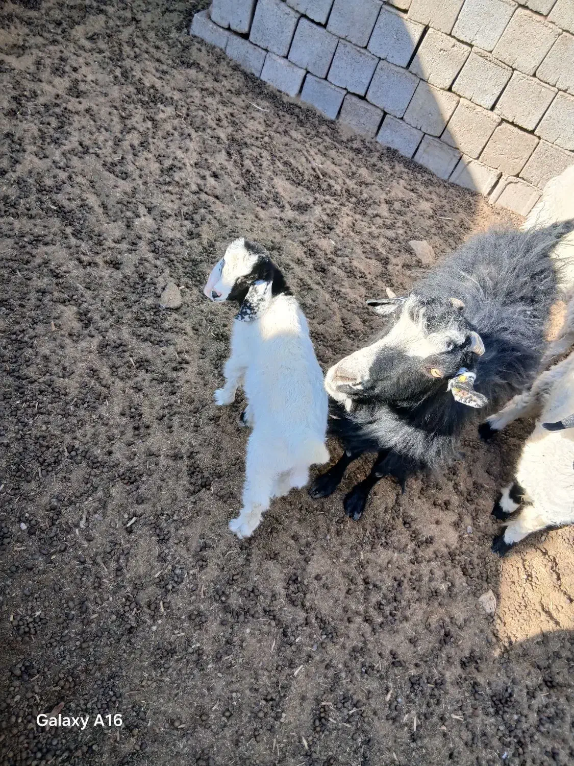 یک راس بز همراه با بزغاله|حیوانات مزرعه|هامون, |دیوار