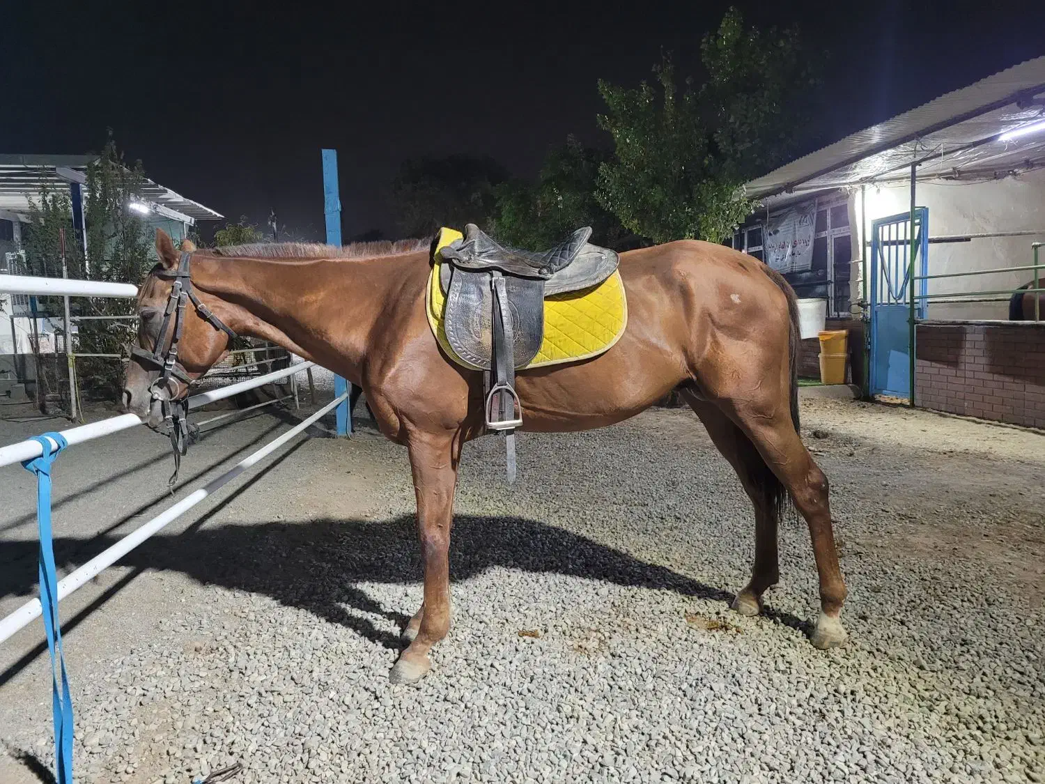 فروش اسب تروبرد|اسب و تجهیزات اسبسواری|ری, شهرری|دیوار