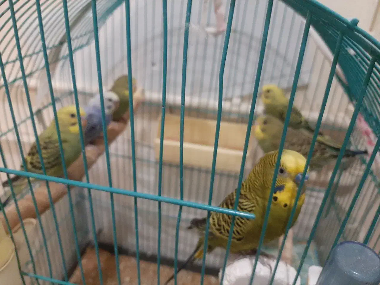 مرغ .عشق.. جوان|پرنده|تبریز, |دیوار