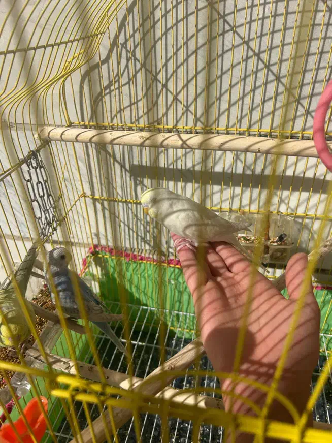 مرغ عشق دستی|پرنده|پاوه, |دیوار