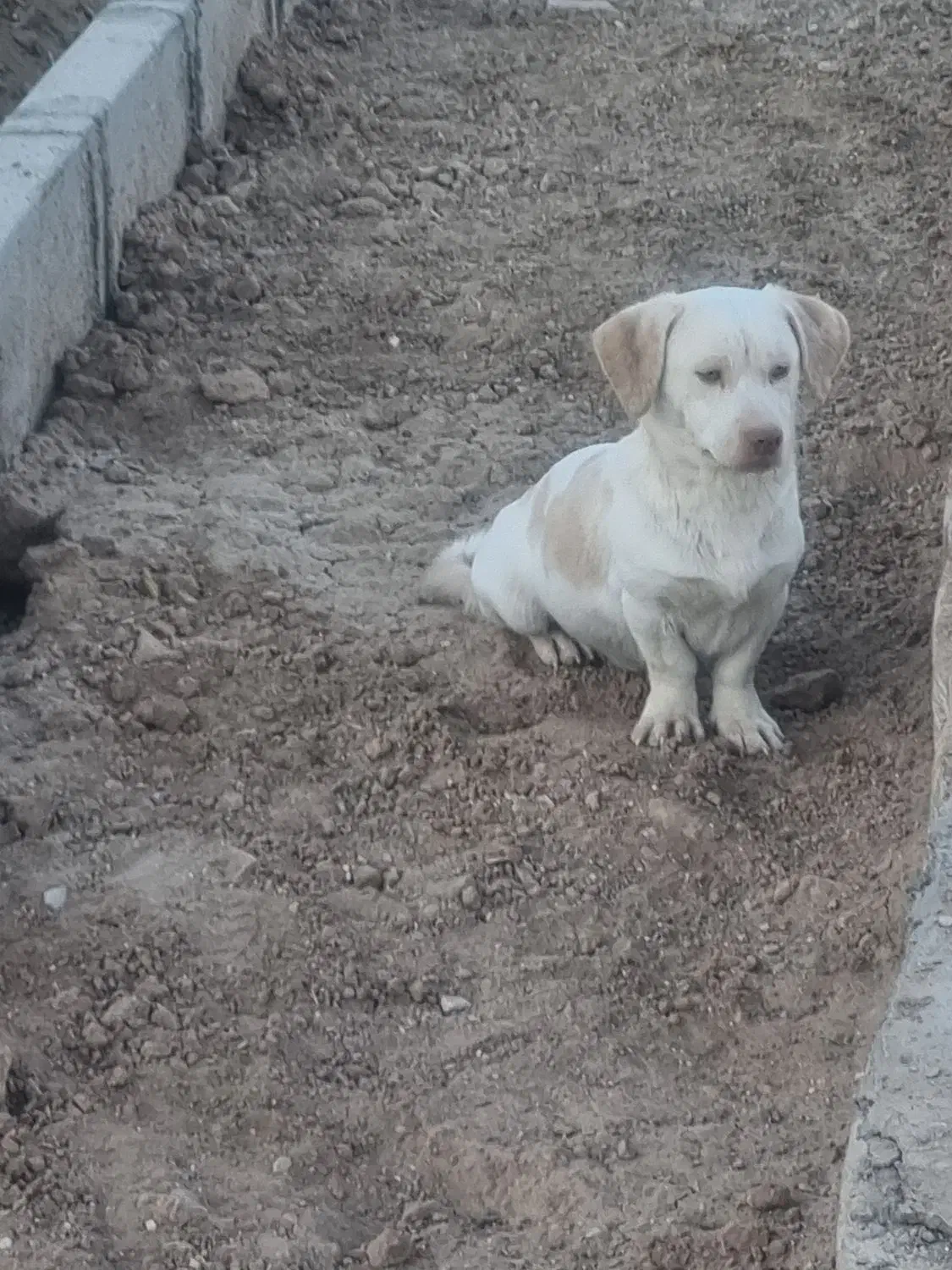 سگ پاکوتاه|سگ|اردکان, |دیوار