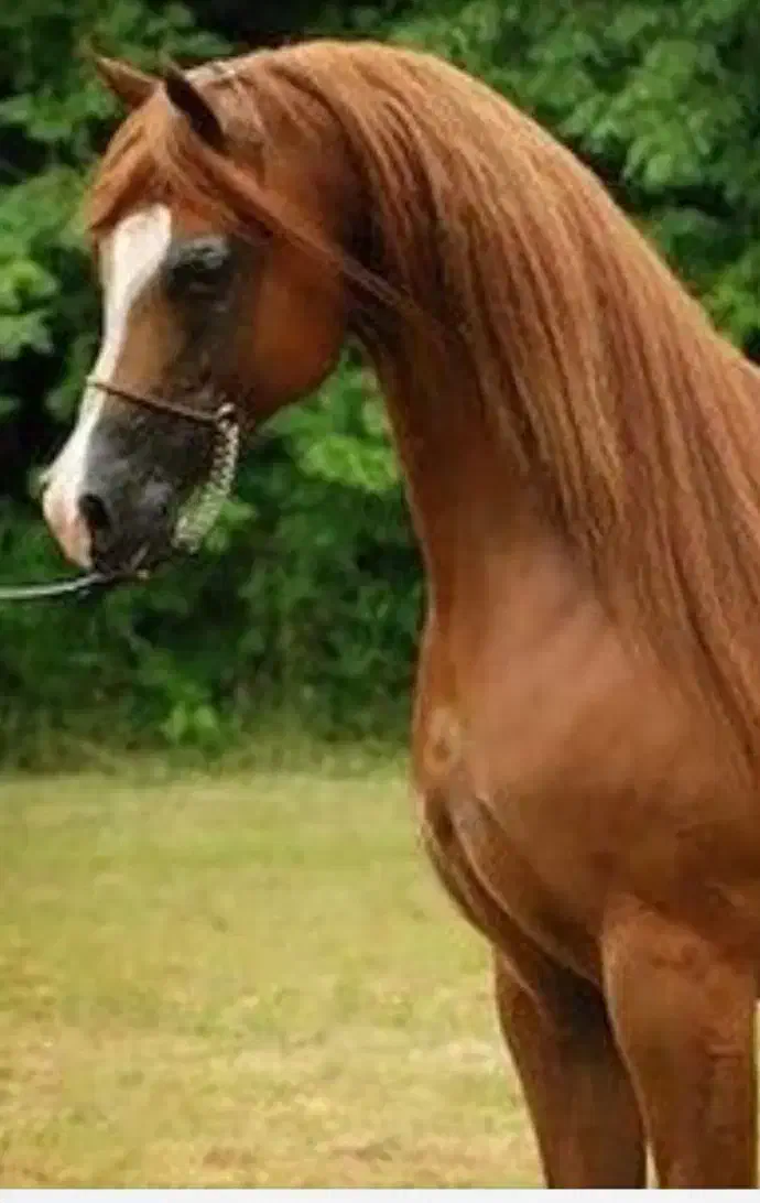 مادیان عرب یک سر|اسب و تجهیزات اسب‌سواری|یزد, |دیوار