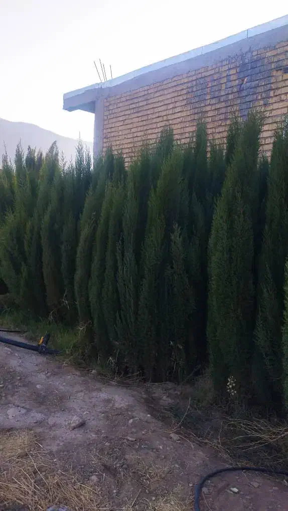 نهال سروناز شیراز|خدمات باغبانی و درختکاری|تهران, آرژانتین|دیوار