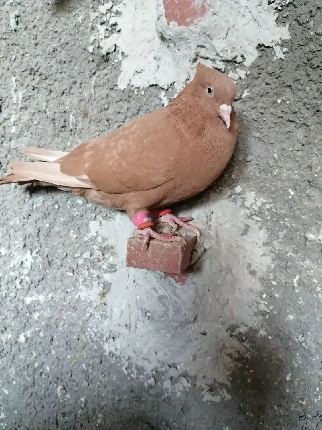 کبوتر دم سفید وشهری|پرنده|برازجان, |دیوار