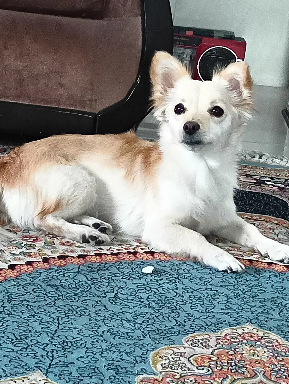 اشپیدز|سگ|شیراز, شهرک بهار|دیوار