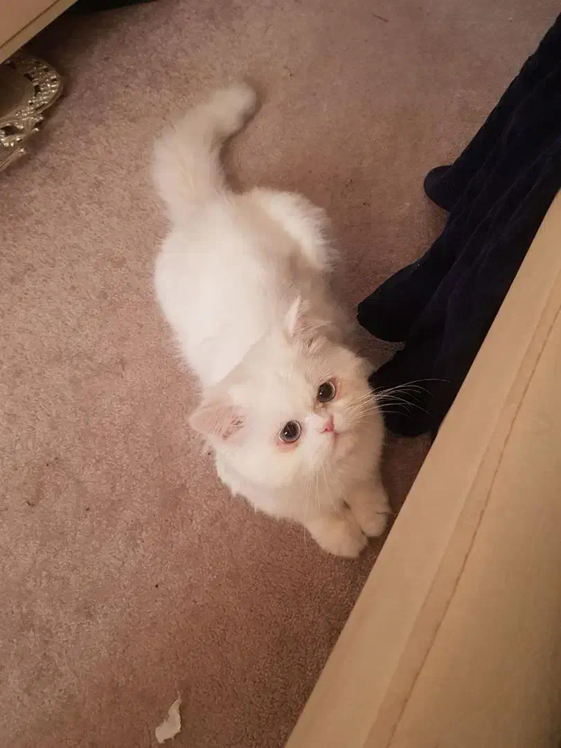 گربه پرشین نر ۱ساله با شناسنامه و واکسن|گربه|خمیر, |دیوار