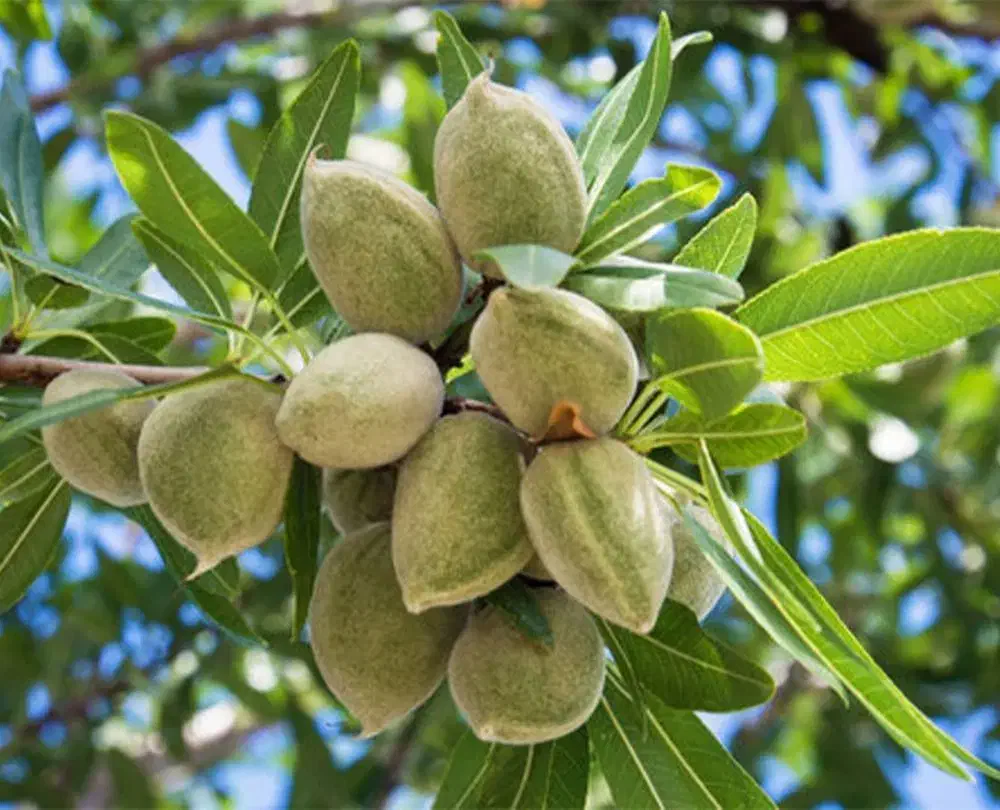 بادام دیرگل پیوندی|خدمات باغبانی و درختکاری|بروجرد, |دیوار