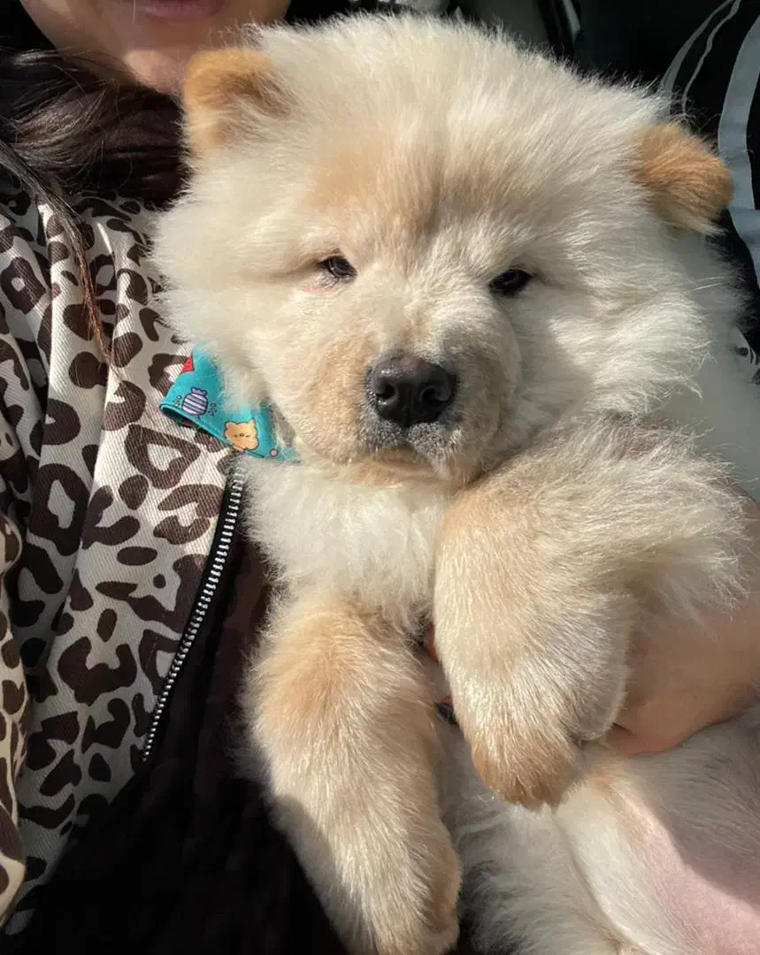 چاو چاو|سگ|کرج, عظیمیه|دیوار