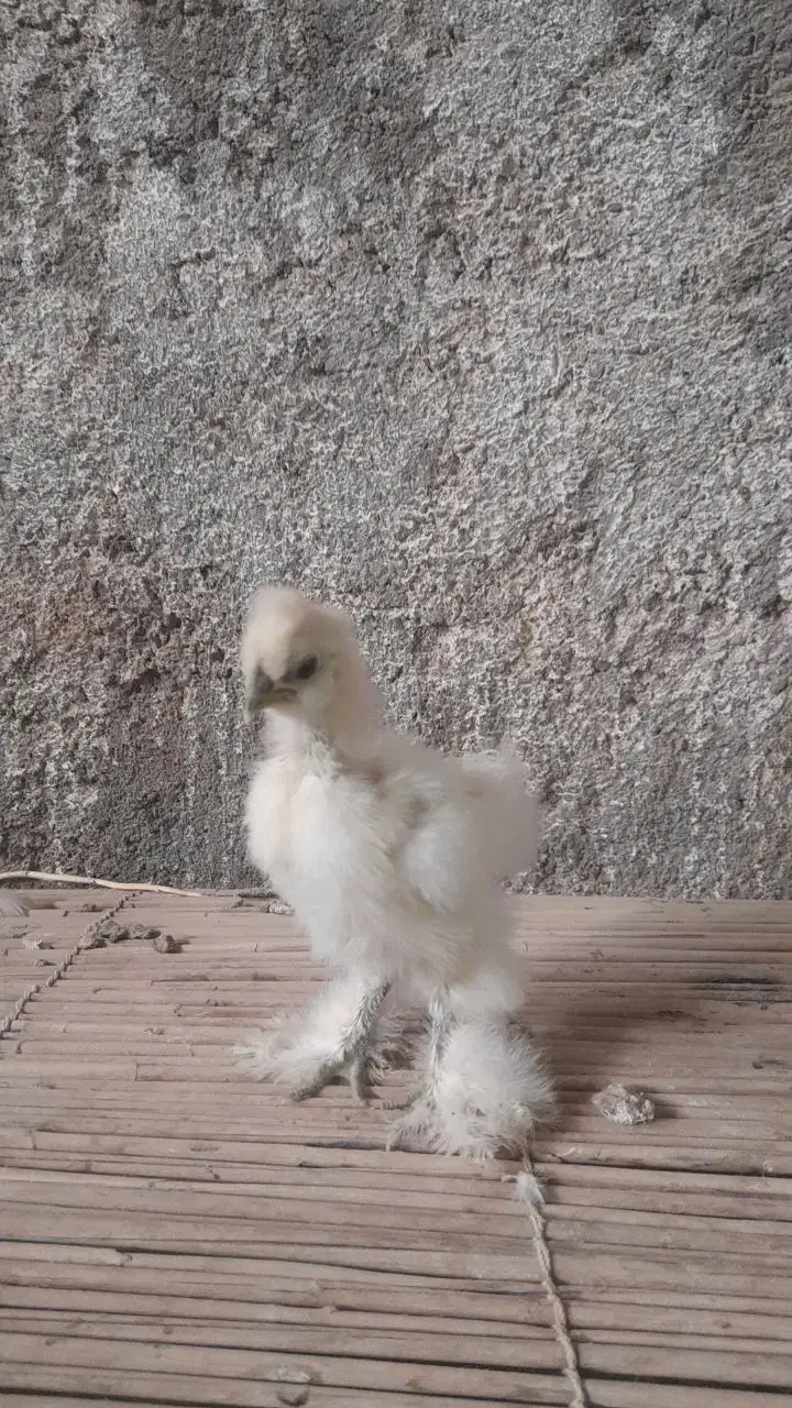 فروش جوجه تخم نطفه دار ابریشمی وارداتی|حیوانات مزرعه|گناباد, |دیوار