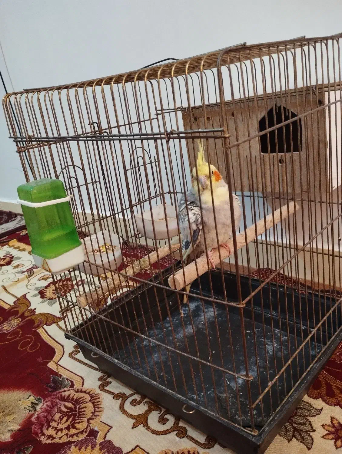 عروس هلندی|پرنده|اهواز, معین زاده|دیوار