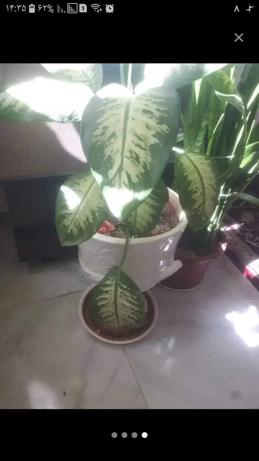 گل طبیعی|گل و گیاه طبیعی|ایلام, |دیوار