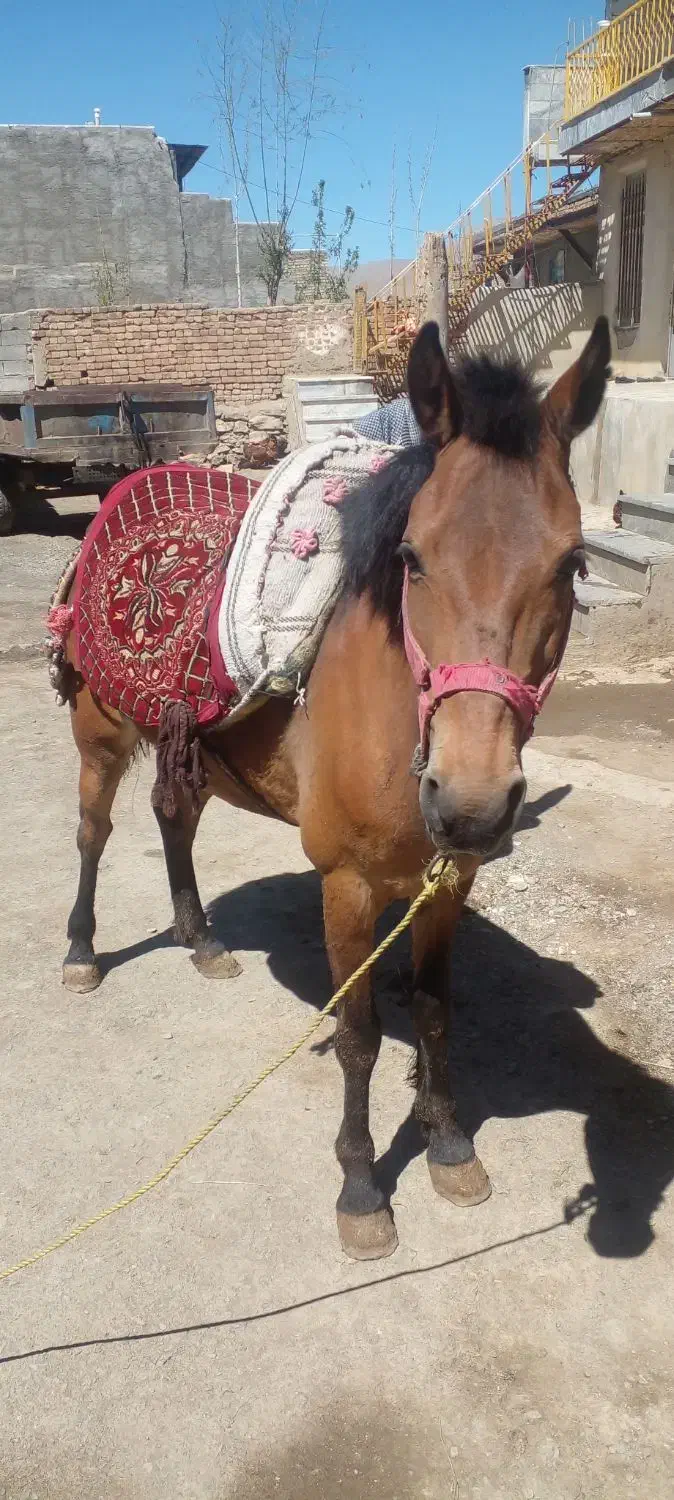 اسب|حیوانات مزرعه|ملایر, |دیوار