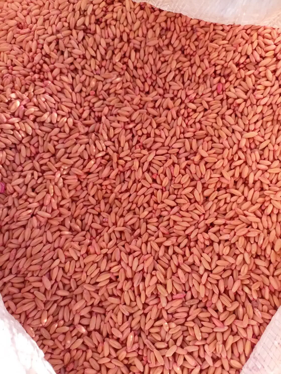 گندم دیم درجه یک|عمدهفروشی|الیگودرز, |دیوار