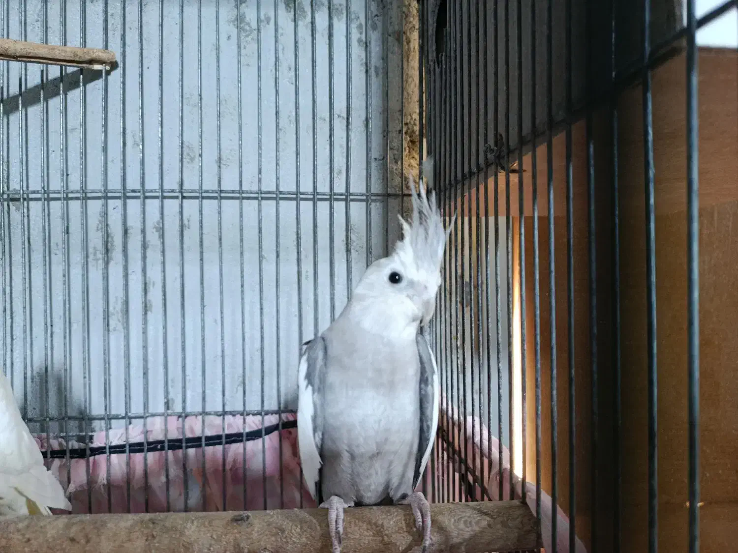 عروس هلندی|پرنده|شمیل, |دیوار