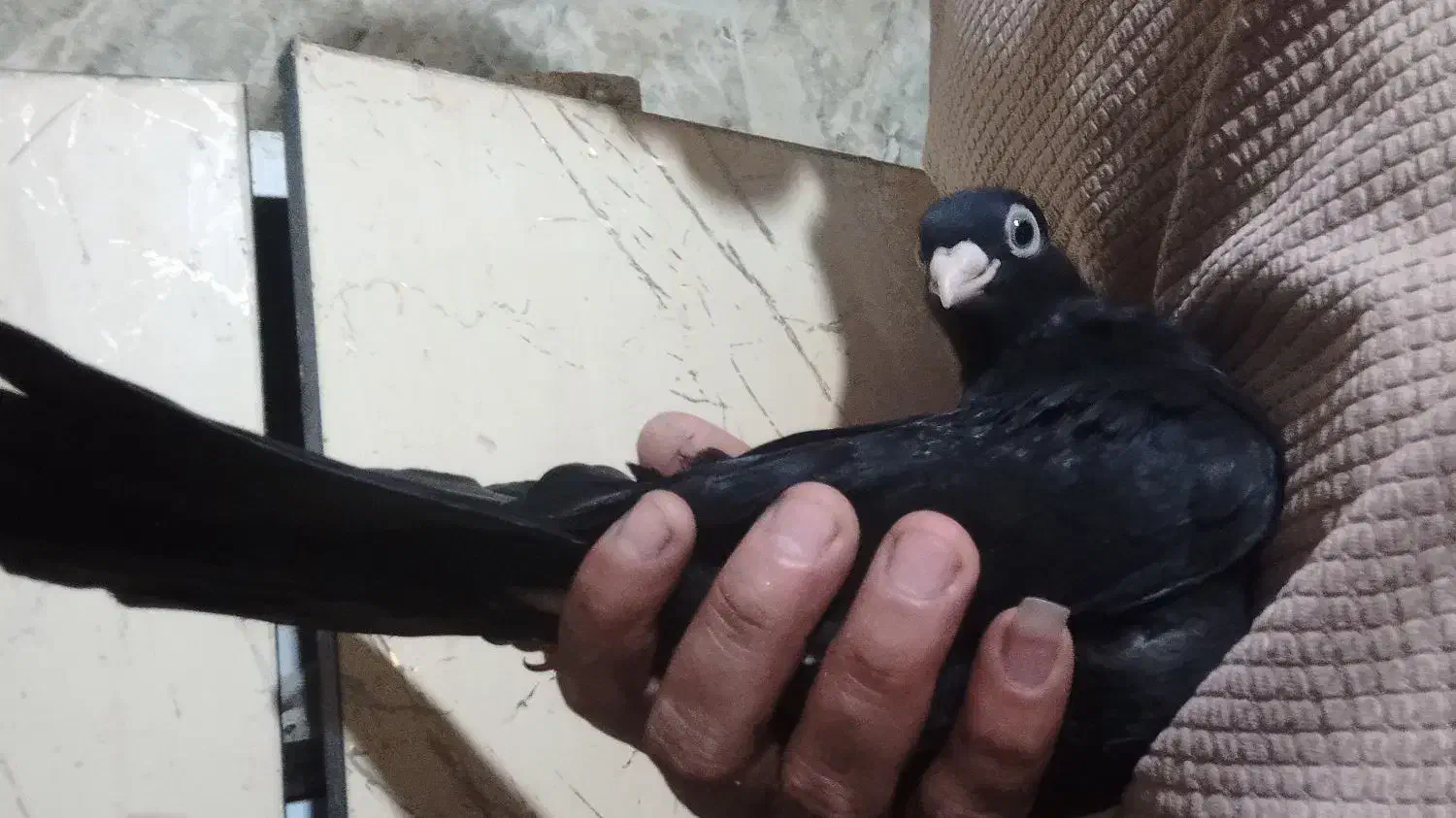 صرب|پرنده|امیدیه, |دیوار