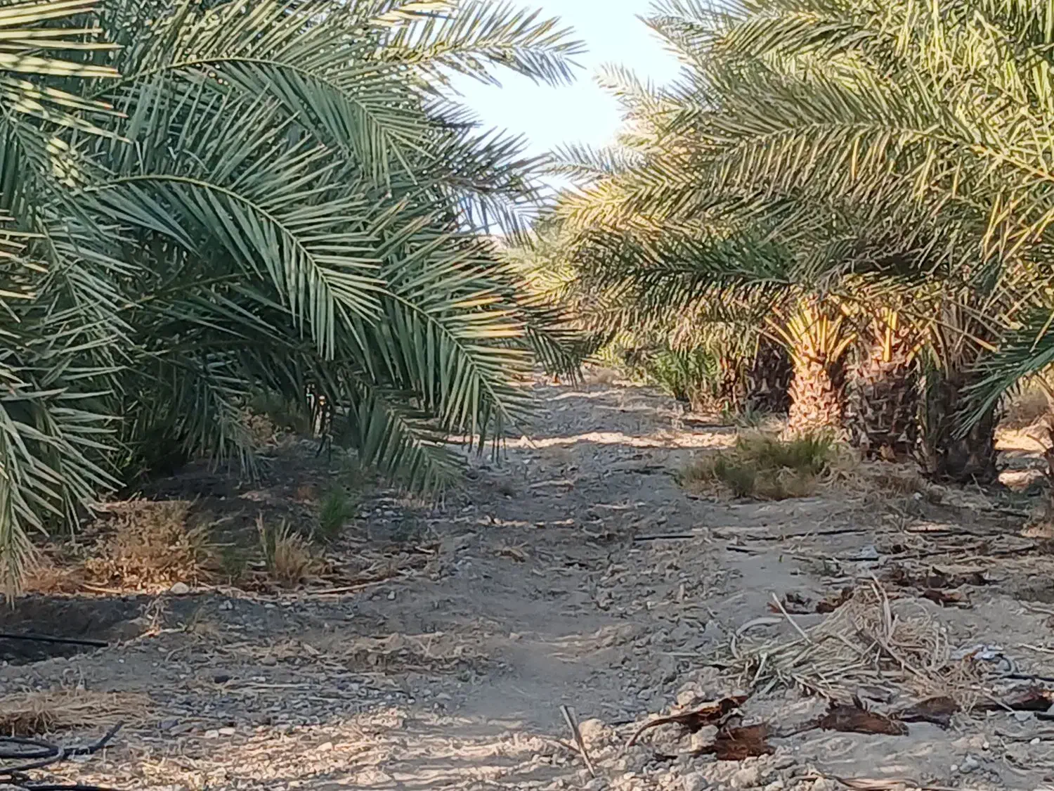 فروش باغ نخل|فروش دفتر صنعتی، کشاورزی، تجاری|فاریاب, |دیوار