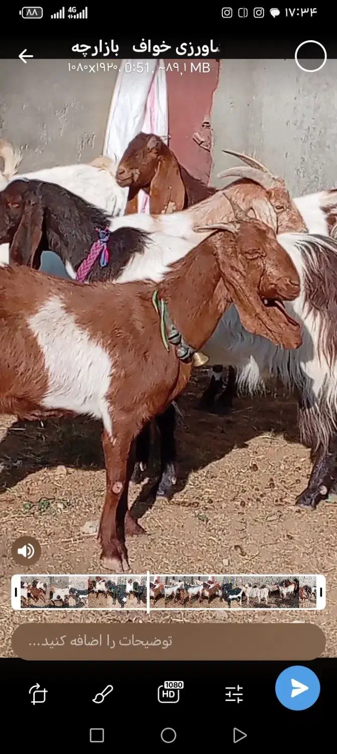 بز دورگ پاکستانی|حیوانات مزرعه|بردسکن, |دیوار