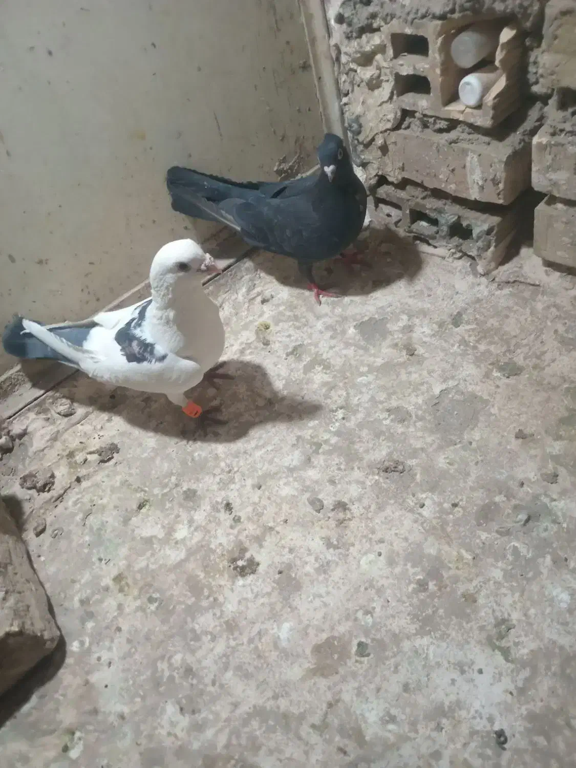 کبوتر|پرنده|مشهد, رضاییه|دیوار