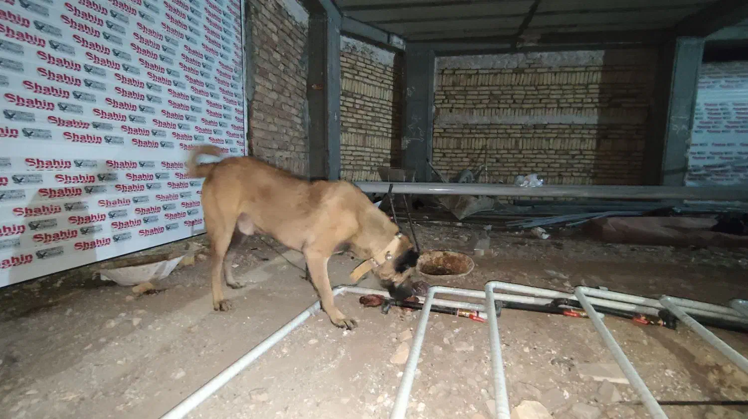 سگ اصیل سرابی|سگ|تهران, هاشمی|دیوار