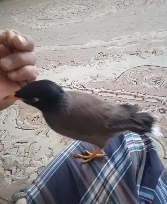 مرغ مینا سخنگو|پرنده|محمدشهر, محمدشهر|دیوار