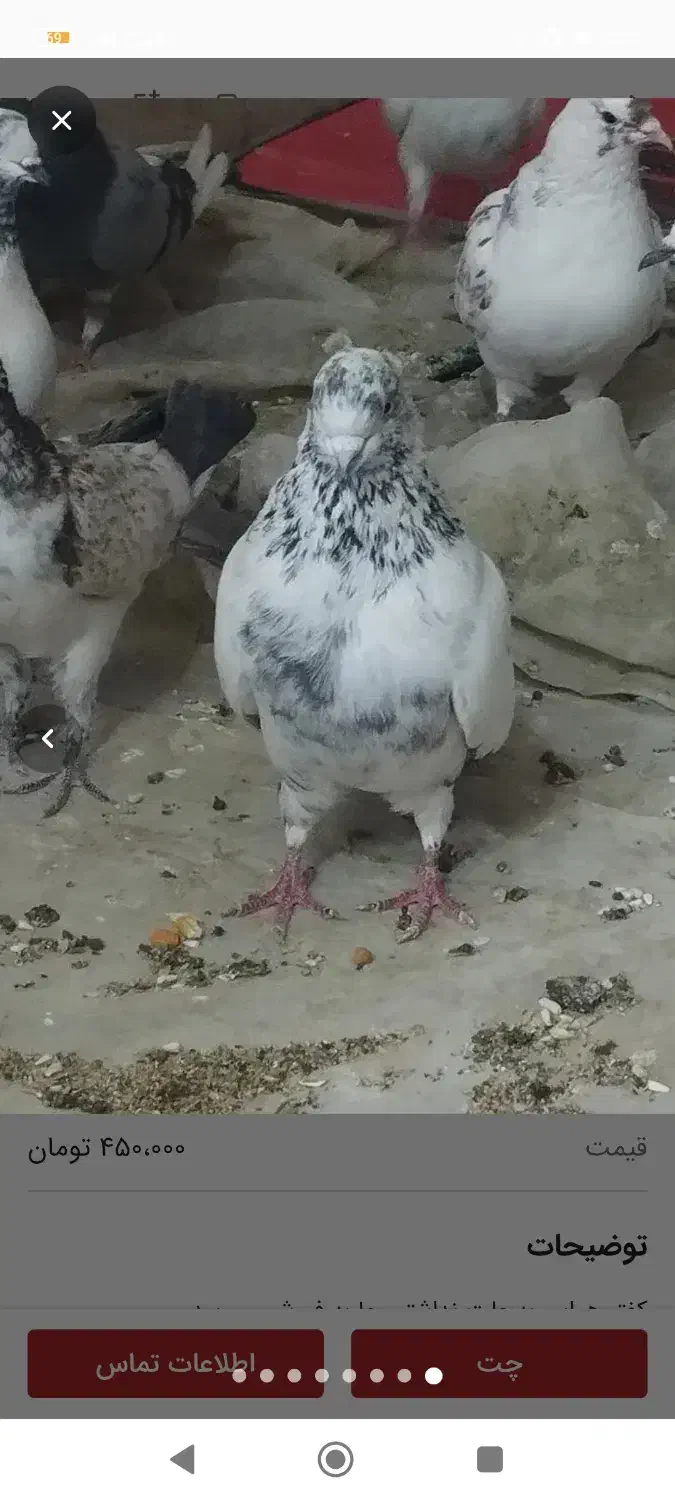 کفتر|حیوانات|دامغان, |دیوار