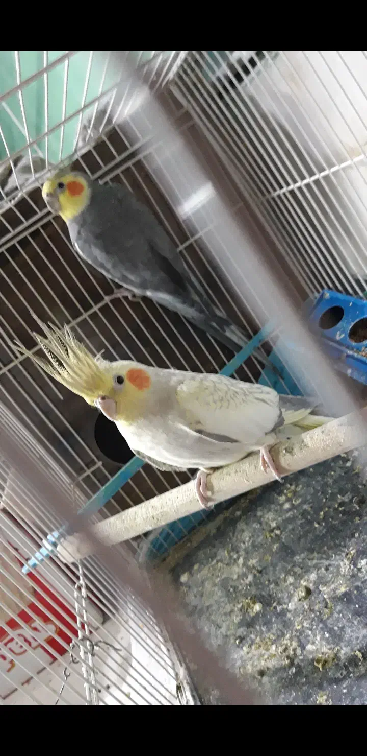 عروس هلندی جفتگا مولد|پرنده|گلبهار, شهر جدید گلبهار|دیوار