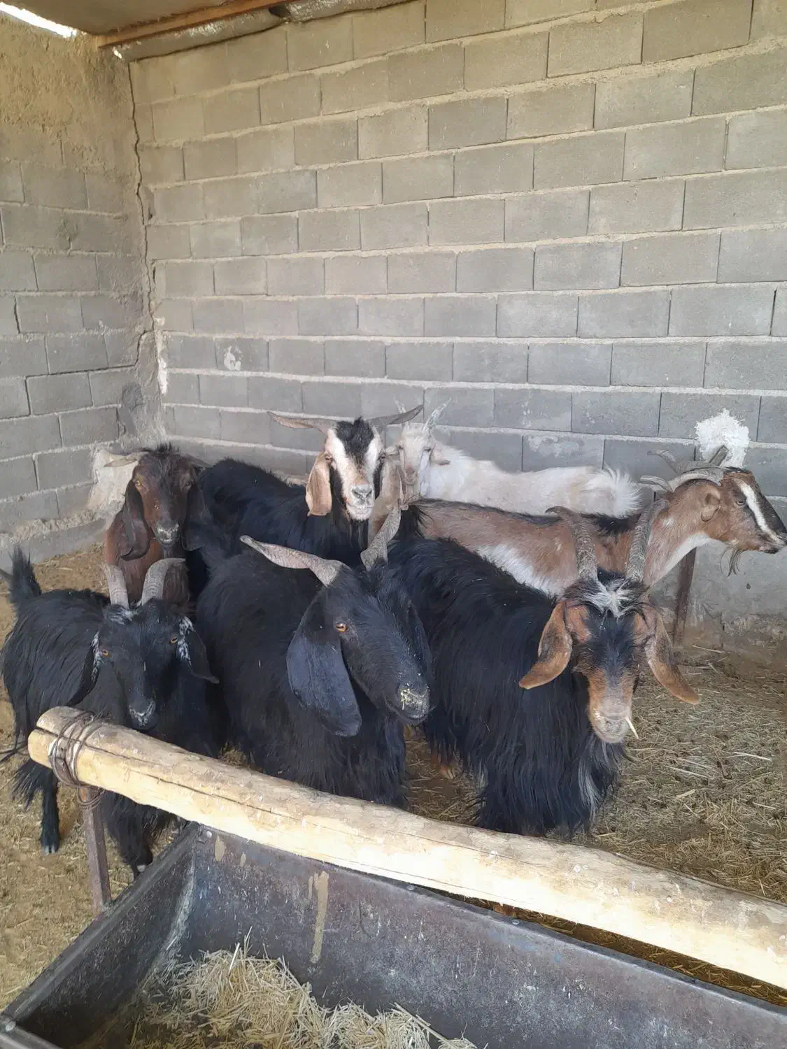 بز جوان|حیوانات مزرعه|کربال, |دیوار