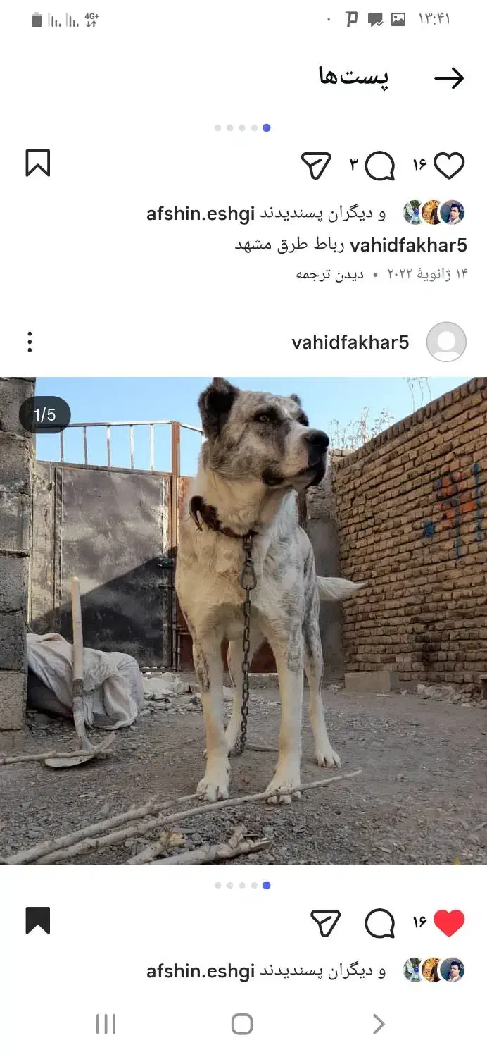 واگذاری سگ|سگ|مشهد, تربیت (صدف)|دیوار