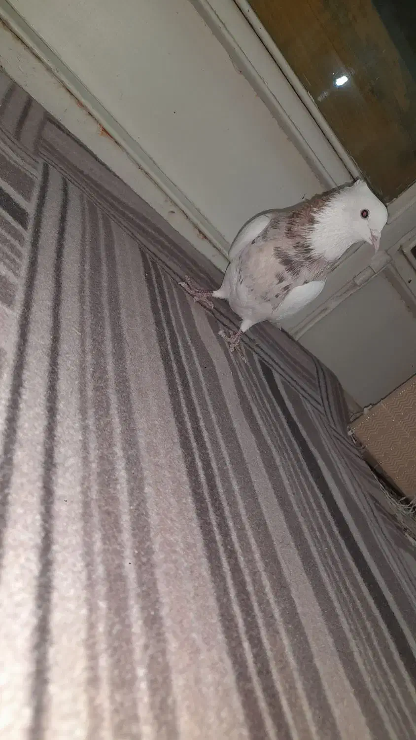 کبوتر طوقی|پرنده|مبارکه, |دیوار