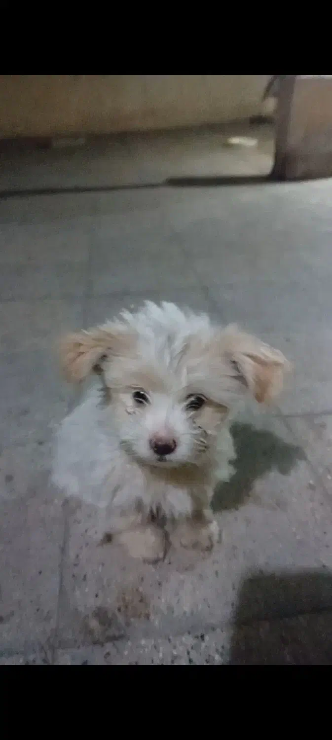 واگذاری توله|سگ|تهران, کیانشهر|دیوار